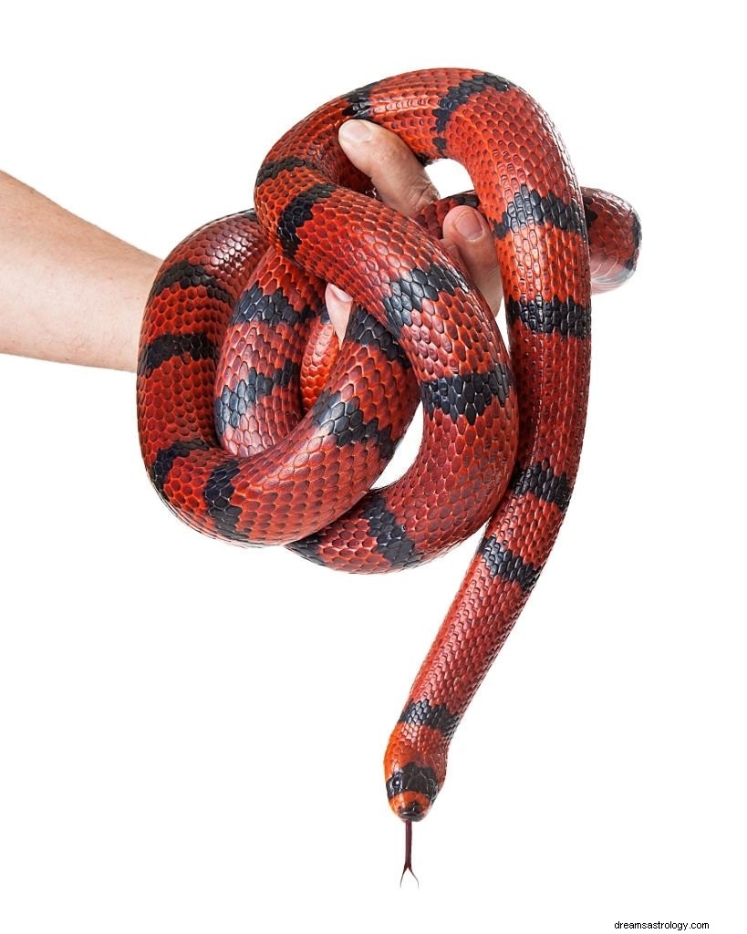 Serpiente roja – Significado y simbolismo de los sueños