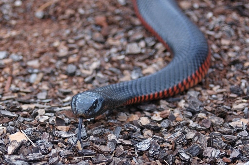 Serpent rouge – Signification et symbolisme des rêves