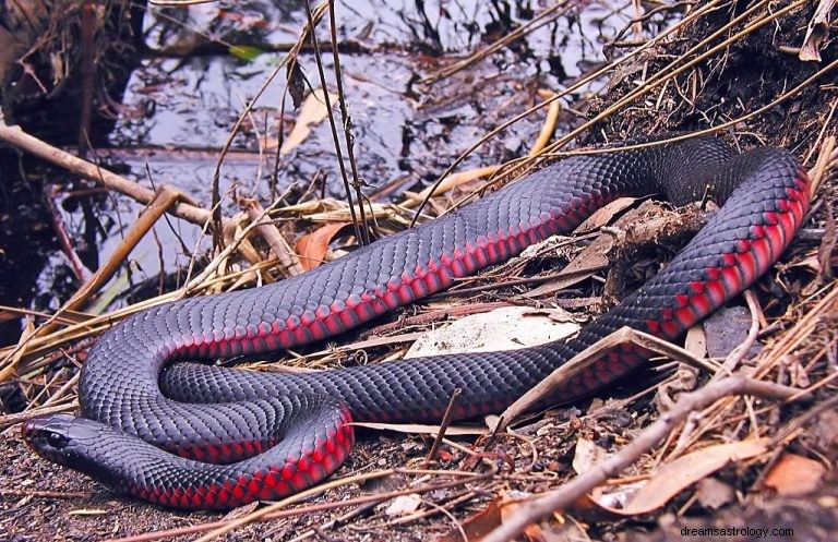 Cobra Vermelha – Significado e Simbolismo dos Sonhos 