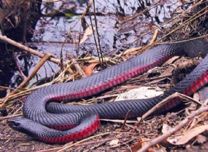 Serpiente roja – Significado y simbolismo de los sueños