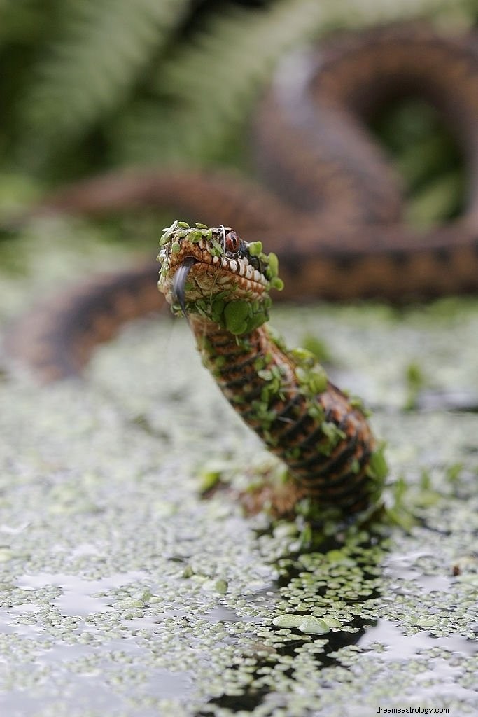 Serpente rosso:significato e simbolismo del sogno 