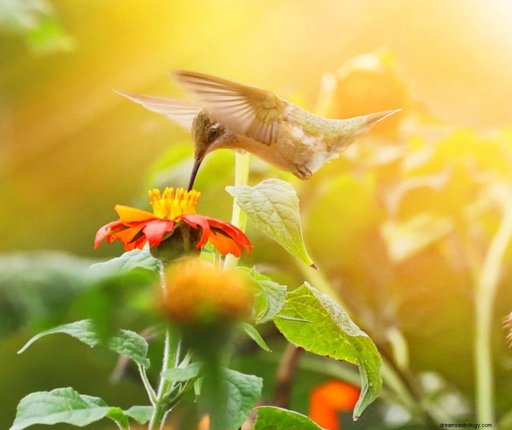 Beija-flor – significado e simbolismo dos sonhos