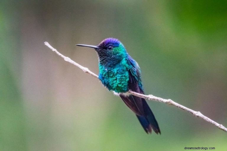 Kolibri – Bedeutung und Symbolik von Träumen