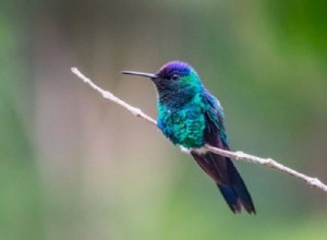 Colibrí – Significado y simbolismo de los sueños