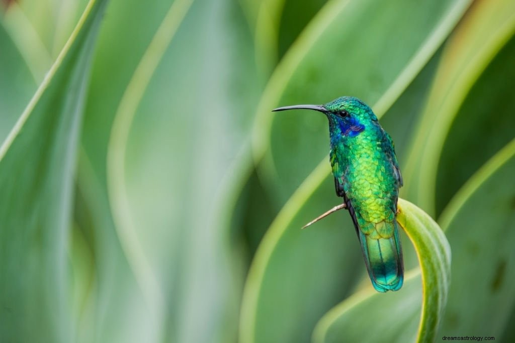 Kolibrie – Betekenis en symboliek van dromen