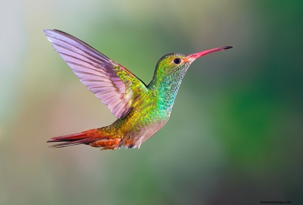 Kolibrie – Betekenis en symboliek van dromen