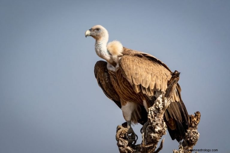 Vulture – význam snu a symbolika