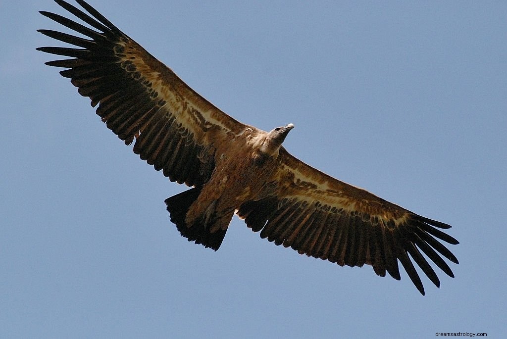 Vulture – Significato e simbolismo del sogno