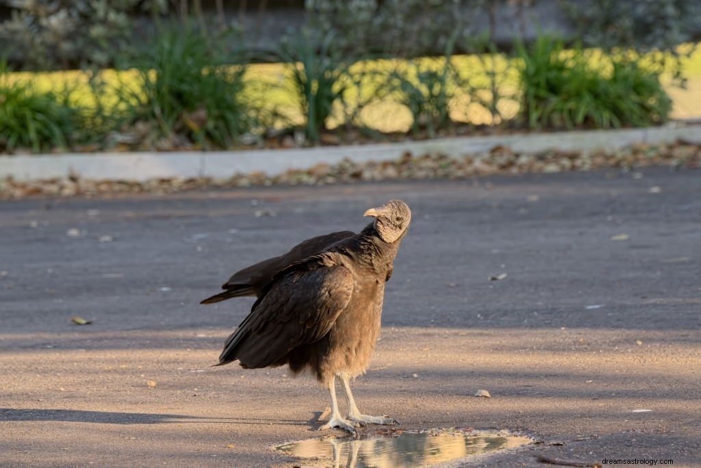 Vulture – drömmening och symbolik