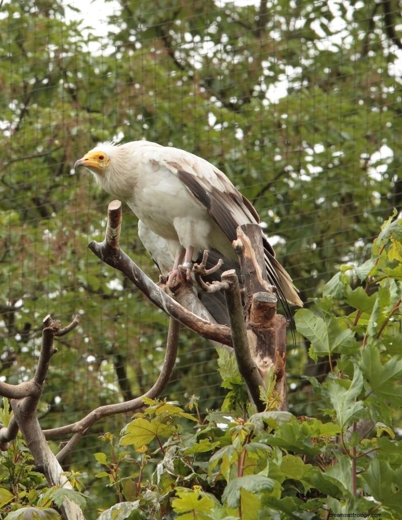 Vulture – význam snu a symbolika