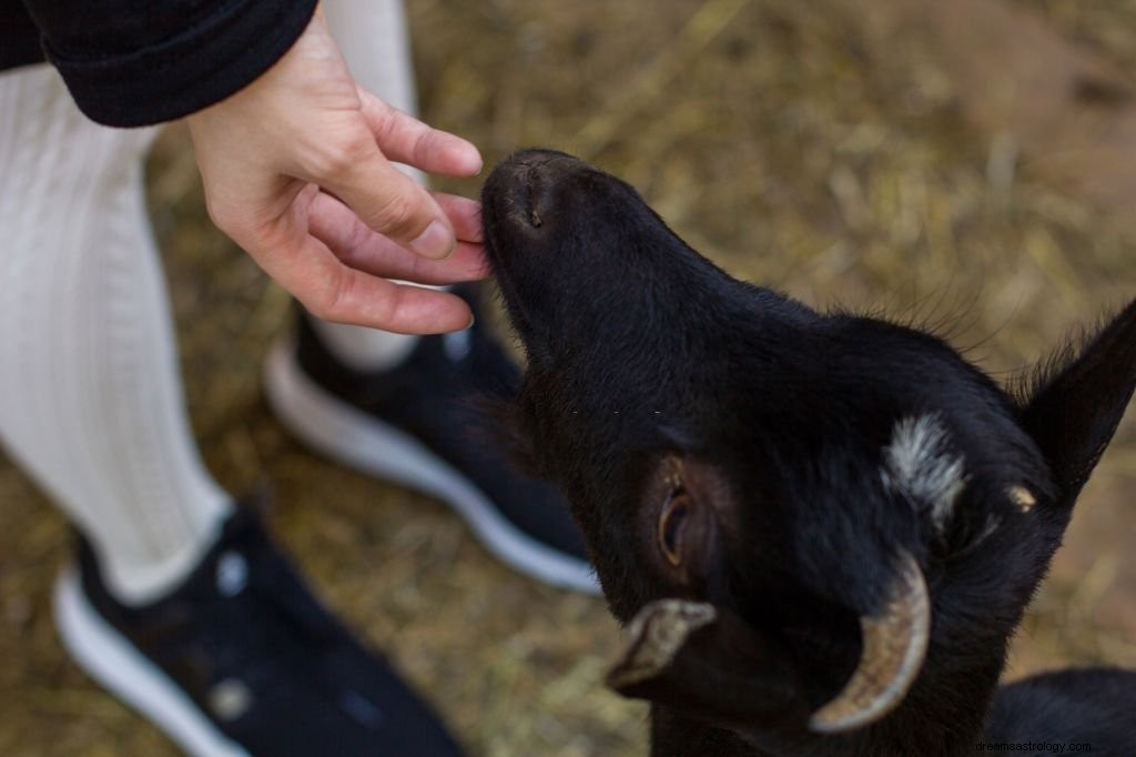 Kambing – Arti Mimpi dan Simbolisme