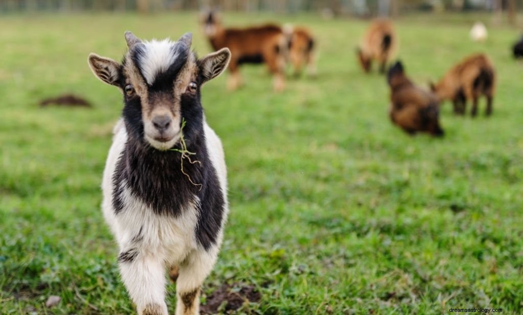 Kambing – Arti Mimpi dan Simbolisme