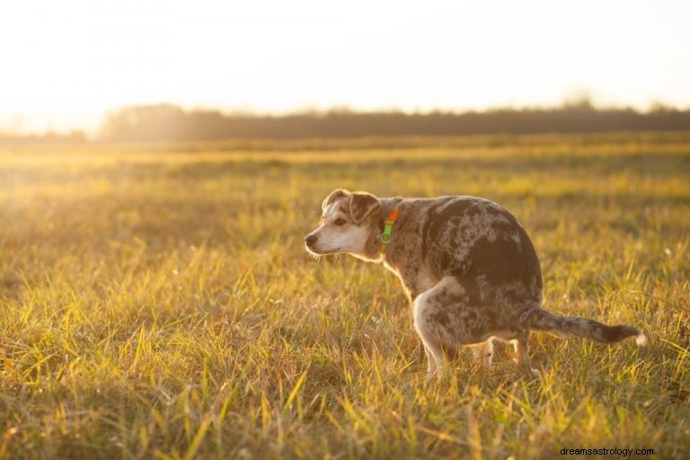 Hundeavføring – drømmebetydning og symbolikk