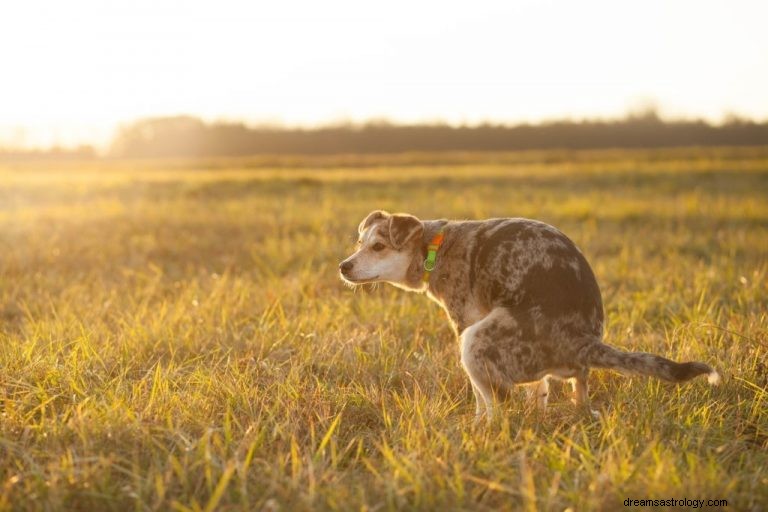 Feci di cane:significato e simbolismo dei sogni