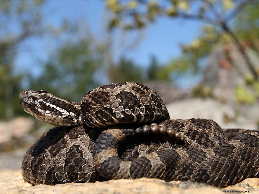 Rattlesnake – Arti Mimpi dan Simbolisme