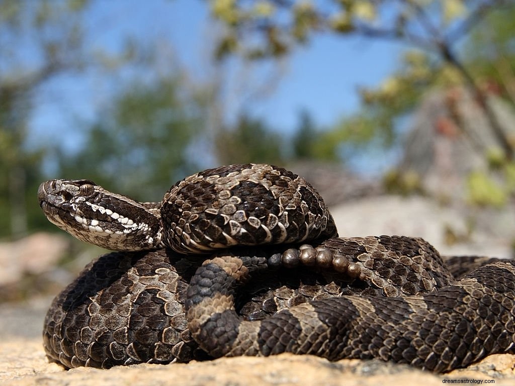 Serpent à sonnette – Signification et symbolisme des rêves