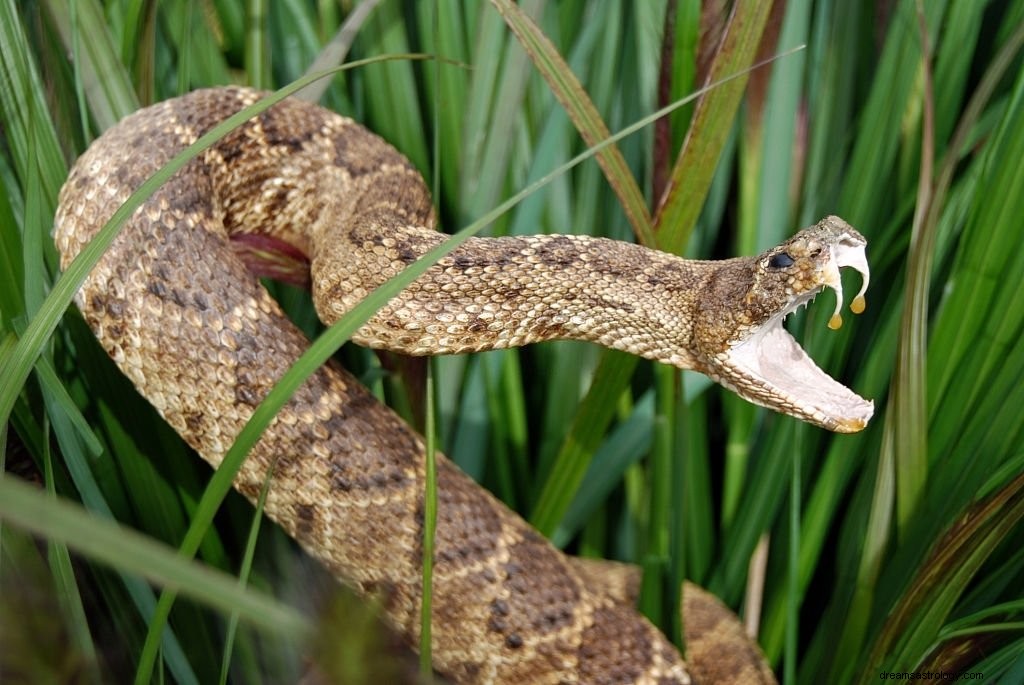 Serpente a sonagli – Significato e simbolismo del sogno