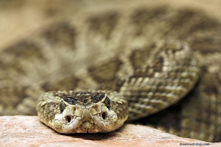 Rattlesnake – Arti Mimpi dan Simbolisme