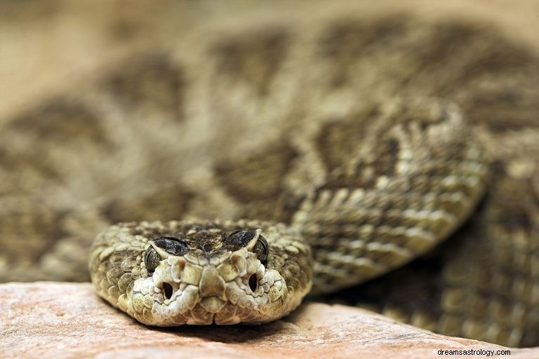 Serpiente de cascabel – Significado y simbolismo de los sueños