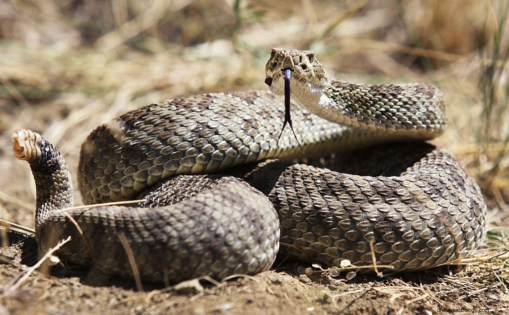 Serpiente de cascabel – Significado y simbolismo de los sueños