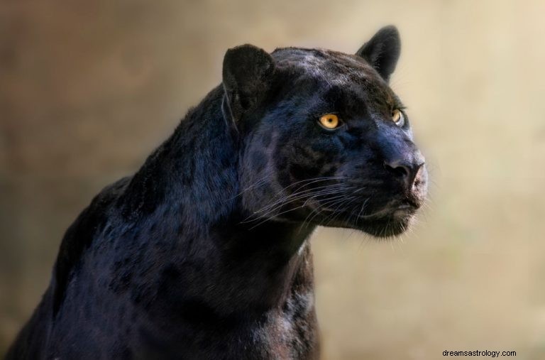 Onza negra:significado y simbolismo de los sueños