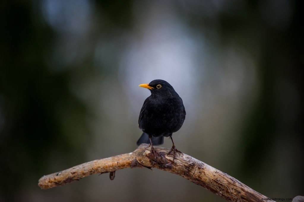 Schwarzer Vogel – Bedeutung und Symbolik von Träumen