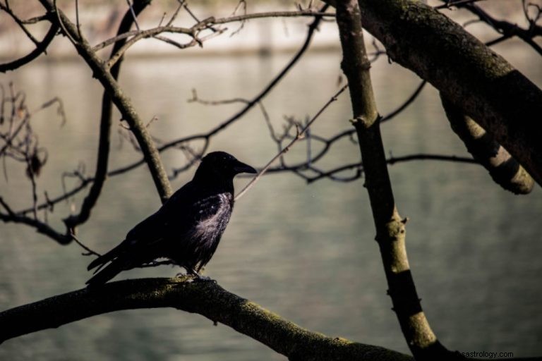 Schwarzer Vogel – Bedeutung und Symbolik von Träumen