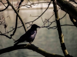 Oiseau noir - Signification et symbolisme des rêves