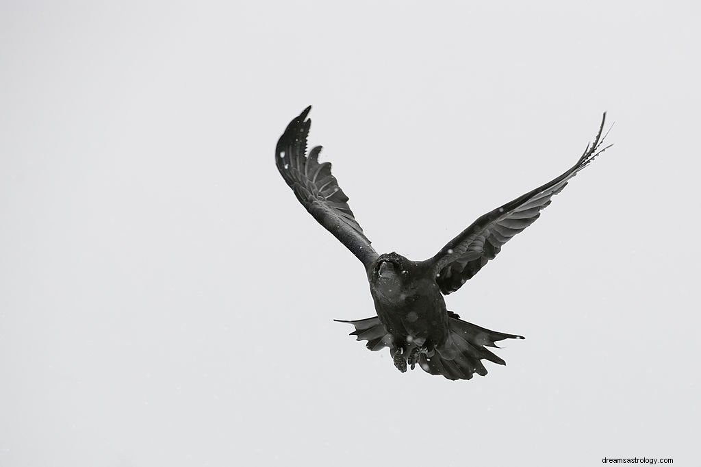 Schwarzer Vogel – Bedeutung und Symbolik von Träumen