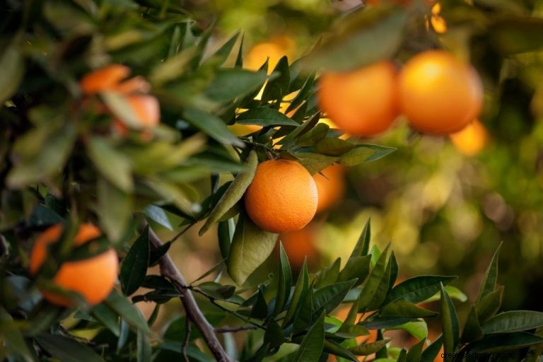 Oranžová – význam snu a symbolika