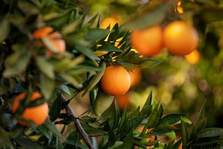 Oranje – Betekenis en symboliek van dromen