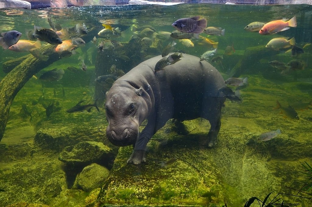 Hippo – Arti Mimpi dan Simbolisme