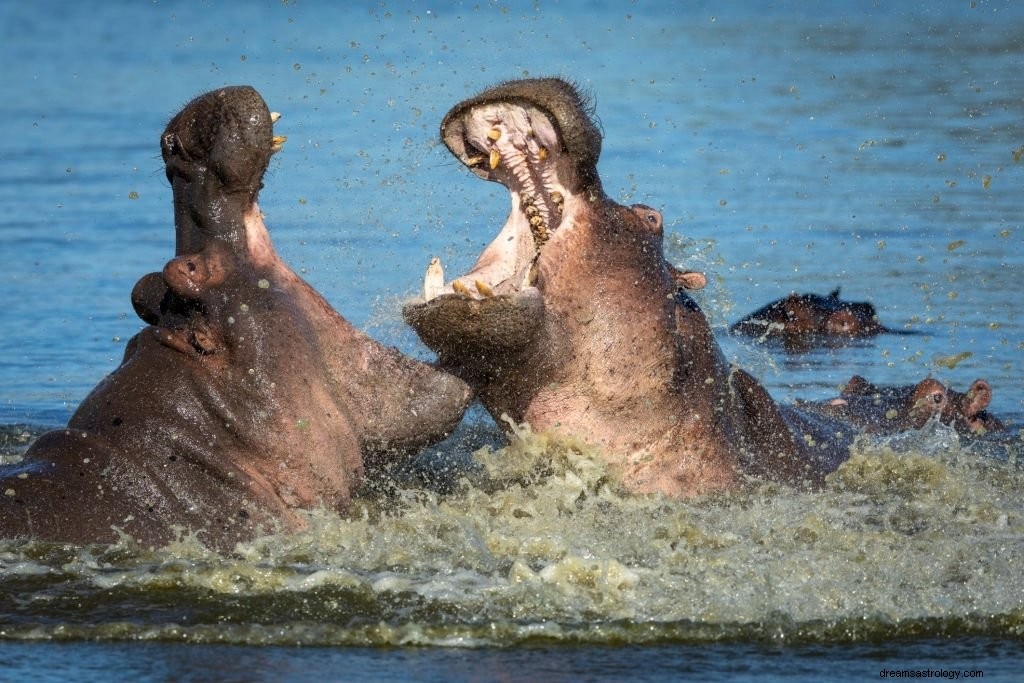 Hipopótamo:significado y simbolismo de los sueños
