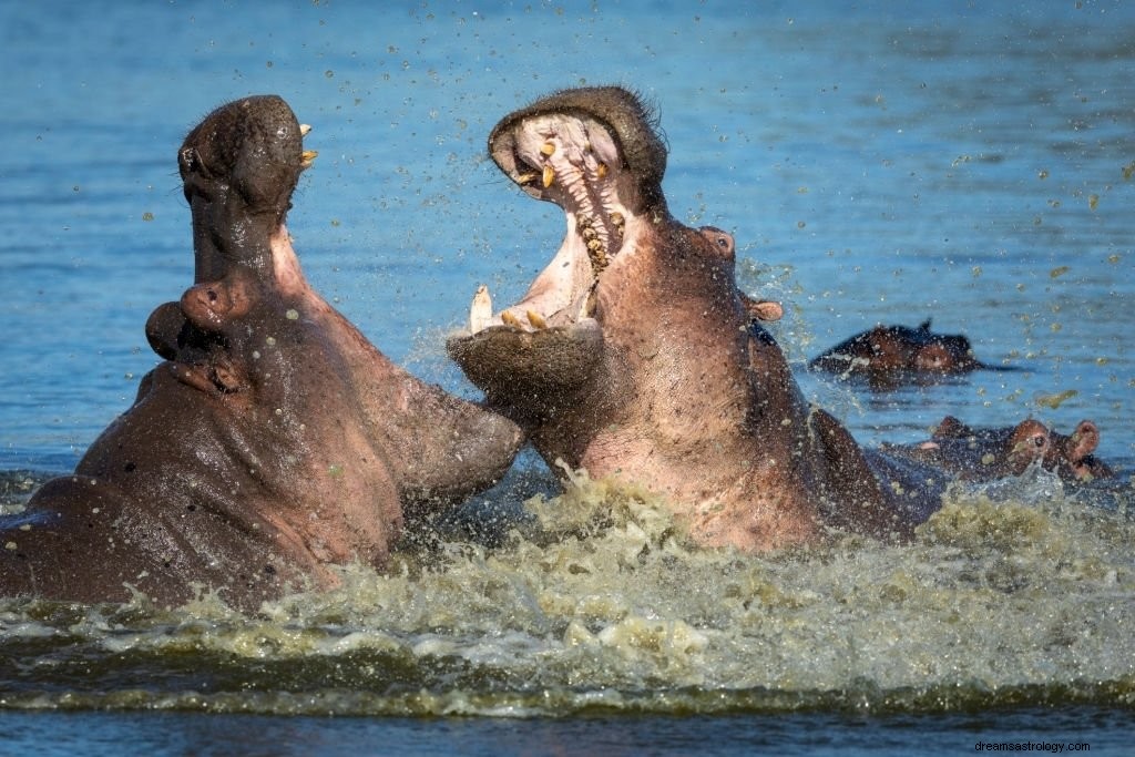 Hippo – význam snu a symbolika