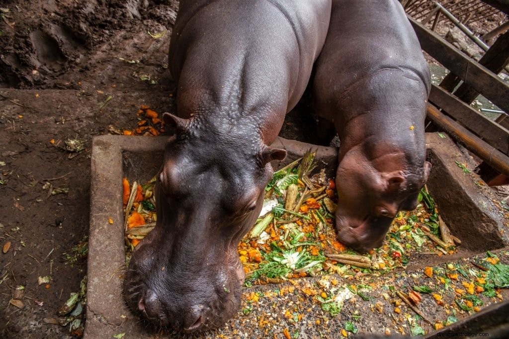 Hippo – význam snu a symbolika