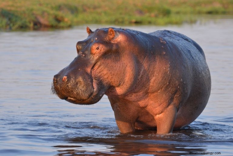 Hippo – význam snu a symbolika