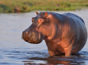 Hipopotam – znaczenie i symbolika snu