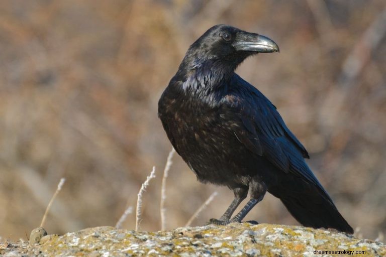 Raven – význam snu a symbolika