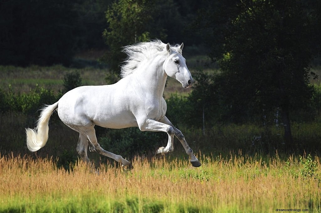 Caballo Blanco – Significado y simbolismo de los sueños