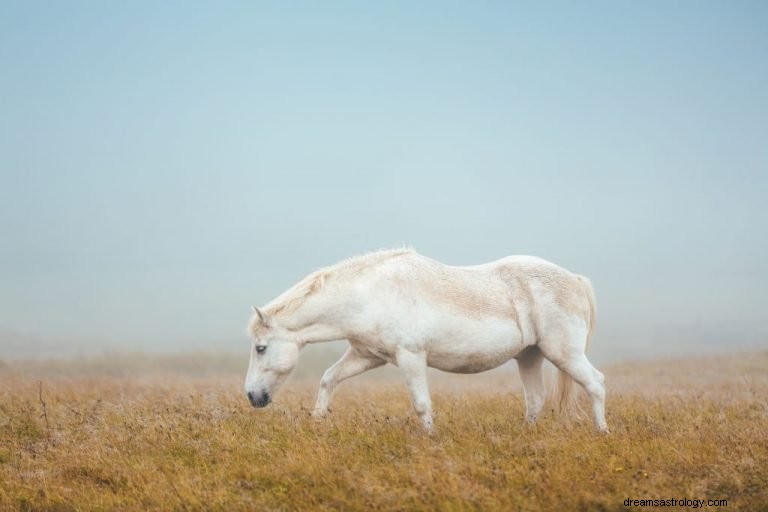 Biały koń – znaczenie i symbolika snu
