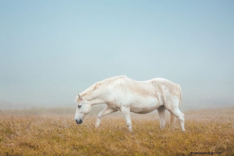 Hvit hest – drømmebetydning og symbolikk