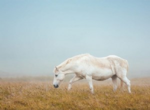 Bílý kůň – význam snu a symbolika