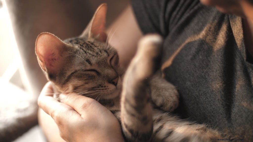 Anak Kucing – Arti Mimpi dan Simbolisme