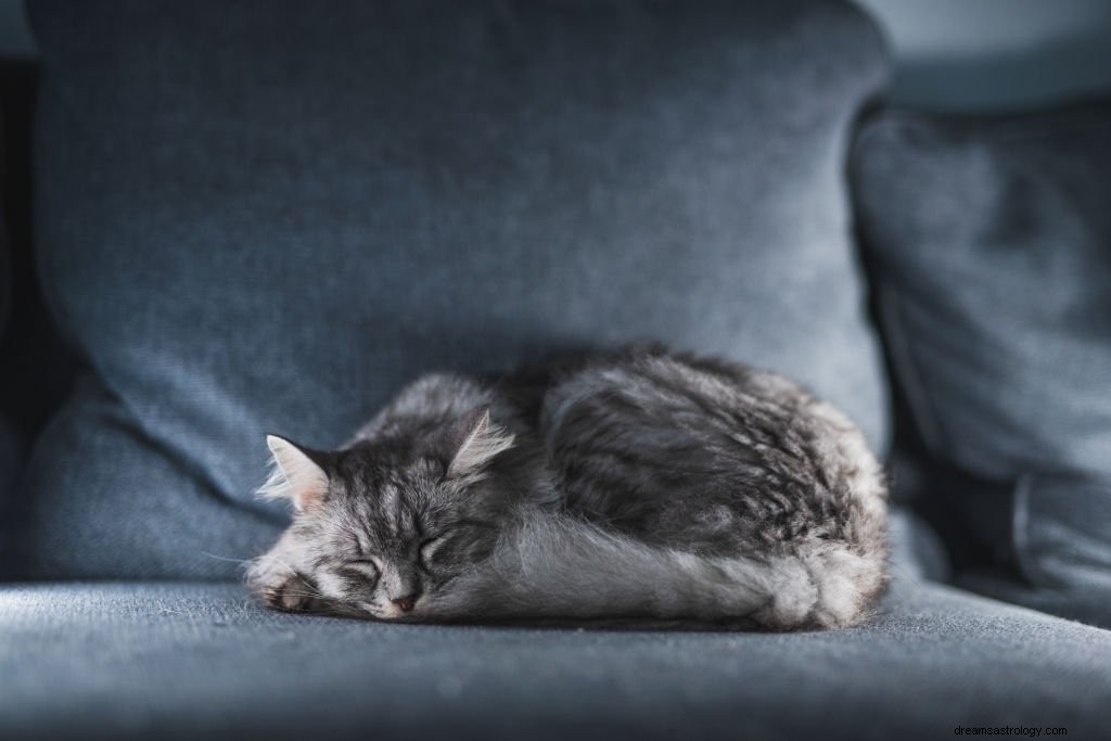 Grå katt – drømmebetydning og symbolikk