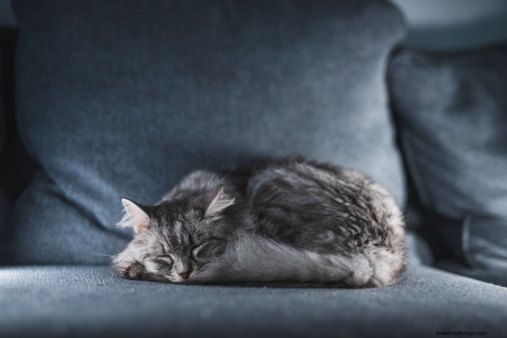 Chat gris – Signification et symbolisme des rêves