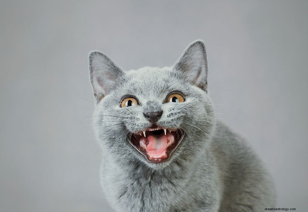 Grå katt – drömmening och symbolik