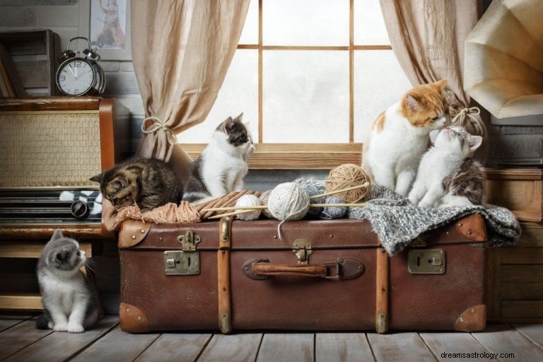 Mange katte – drømmebetydning og symbolik