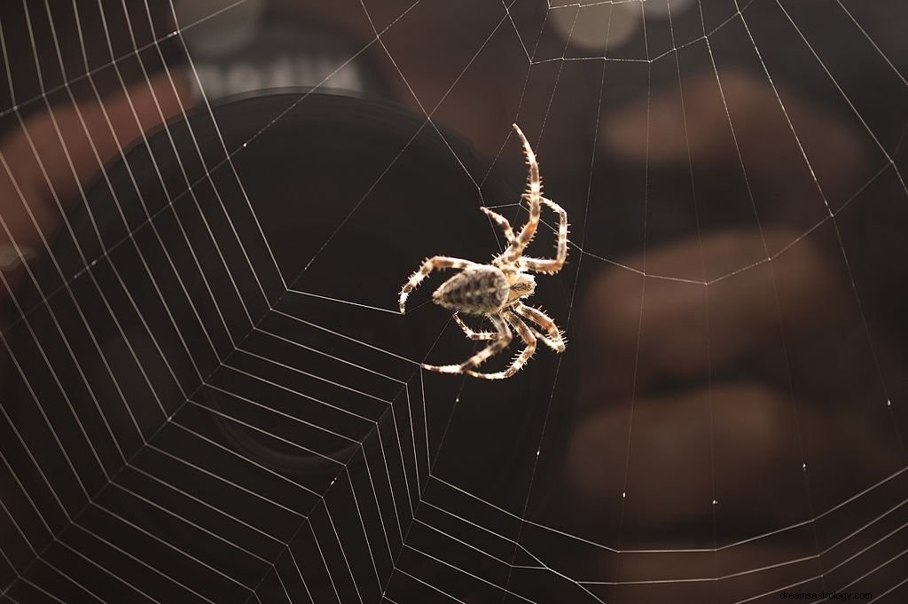 Spider Web – drømmebetydning og symbolik