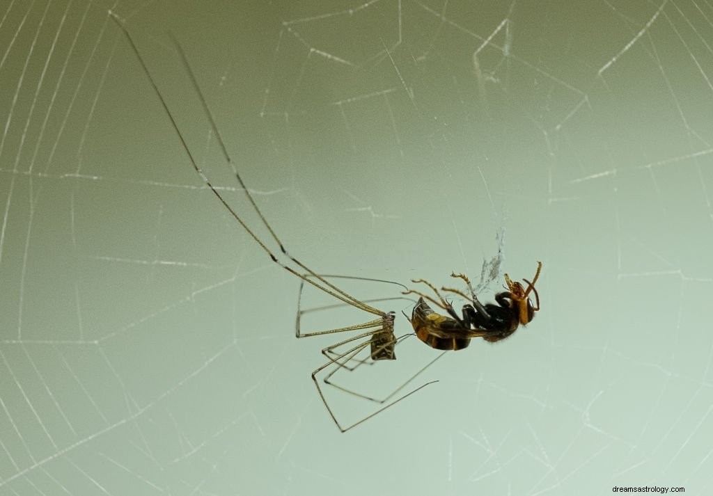Spinnenweb – Betekenis en symboliek van dromen