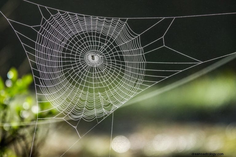 Pavoučí síť – význam a symbolika snů